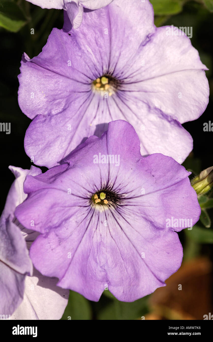 Petunia (Petunia hybrida) Germany Stock Photo