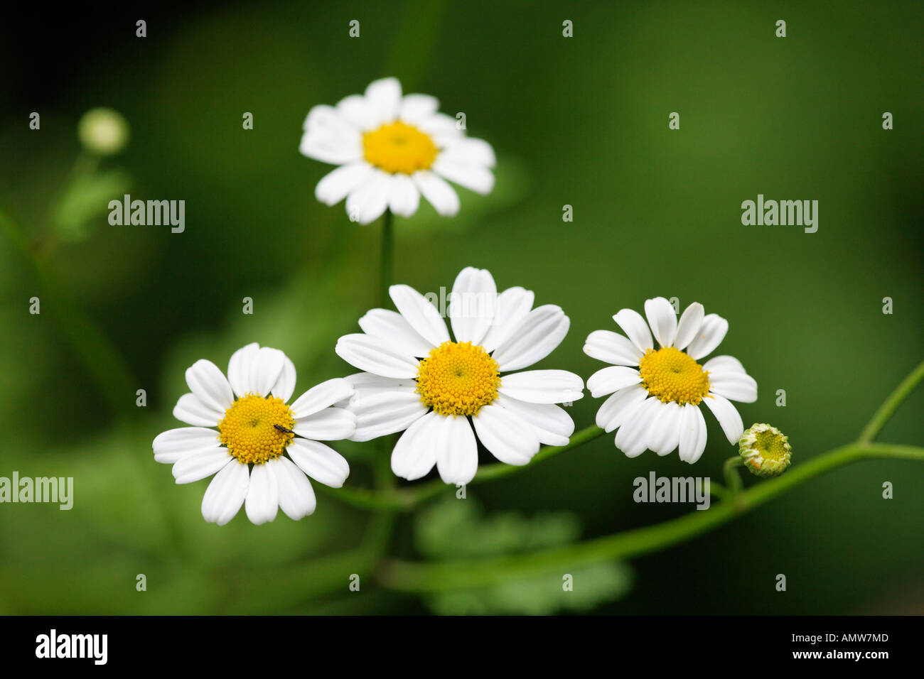 Feverfew (Chrysanthemum parthenium = Tanacetum parthenium) Germany Stock Photo