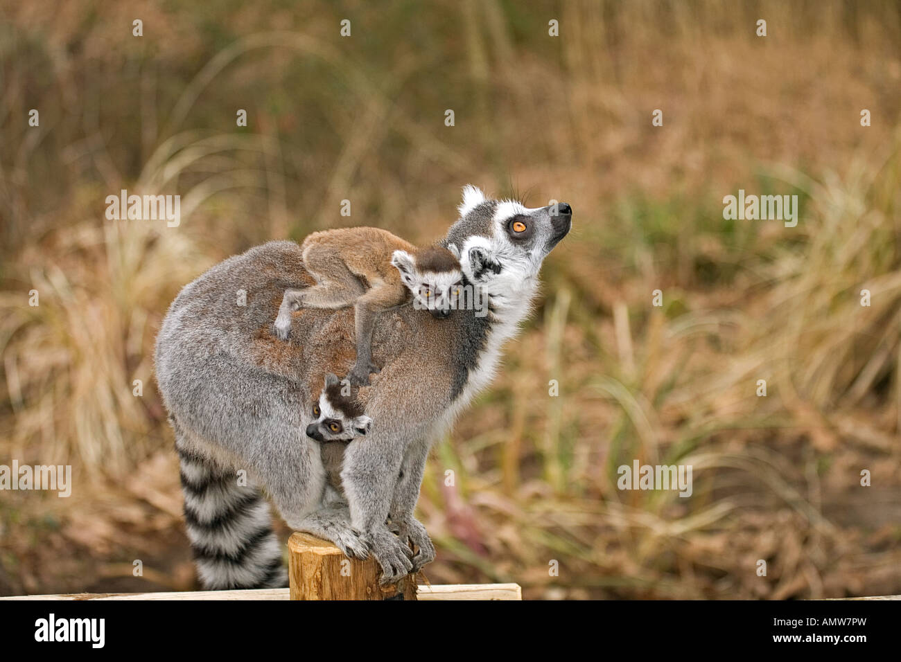 ring-tailed lemur with two cubs / Lemur catta Stock Photo