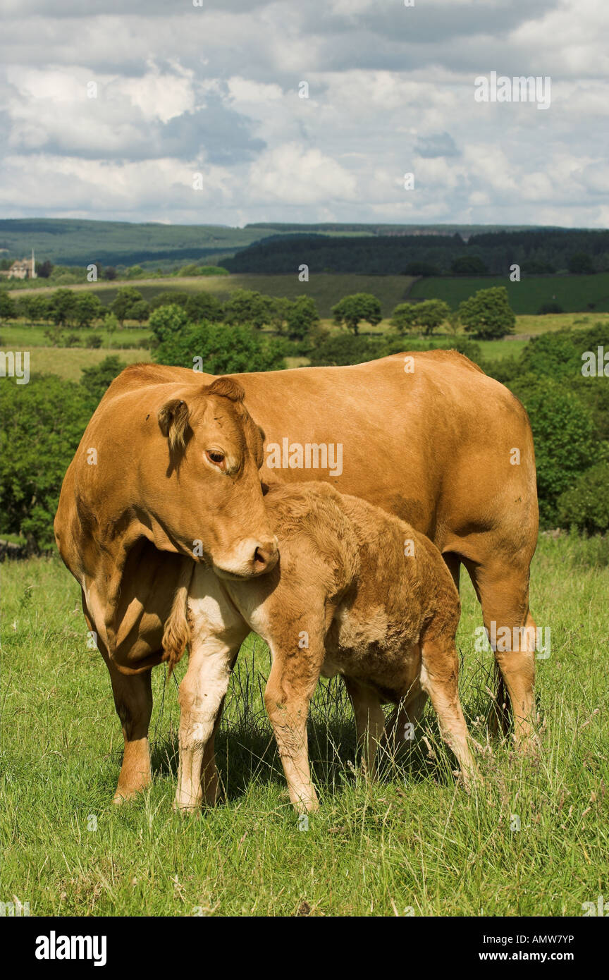 Limousin cow and calf with calf suckling Lancashire Stock Photo - Alamy