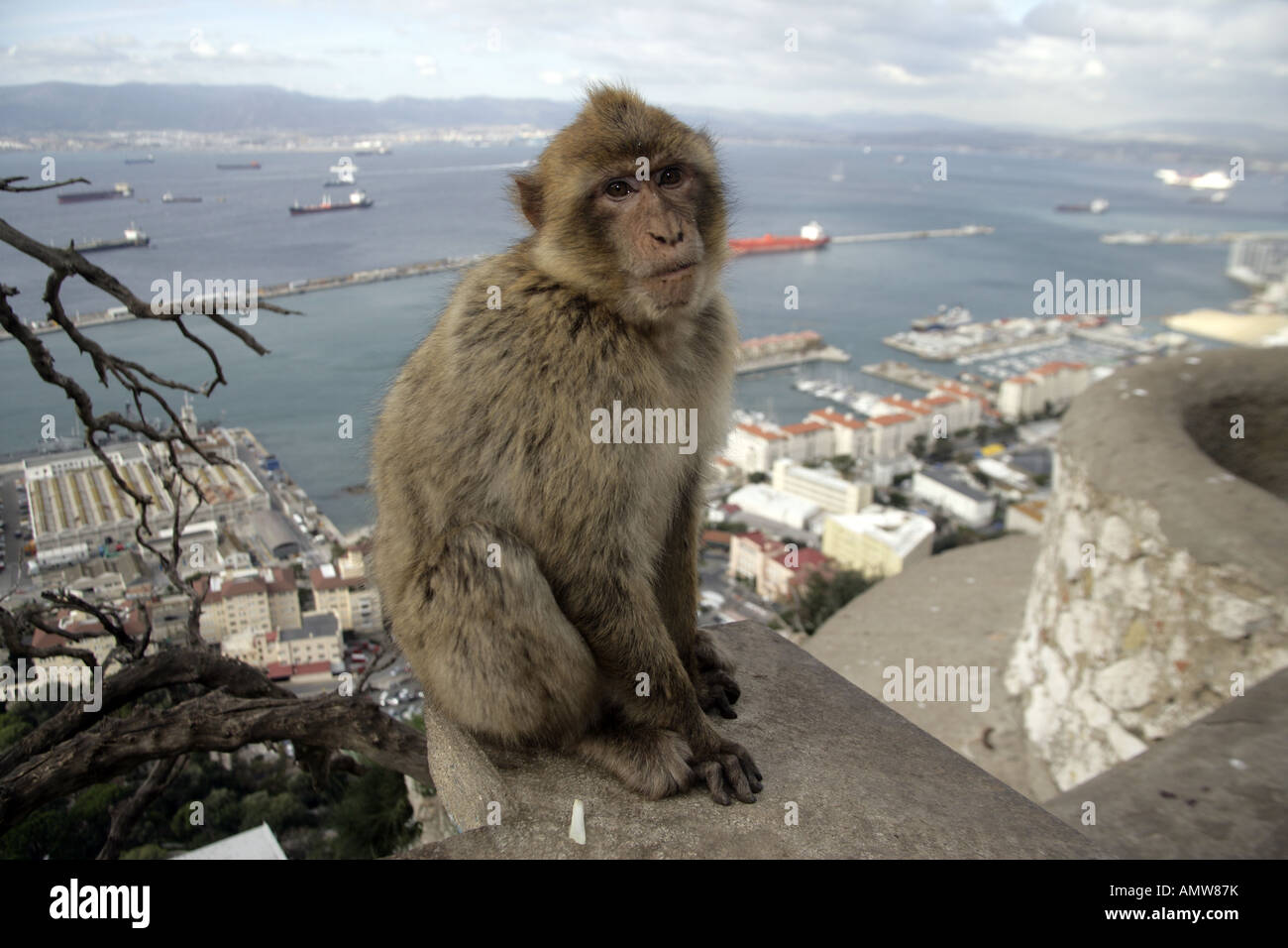 Macaca sylvanus Barbary ape Gibraltar Stock Photo