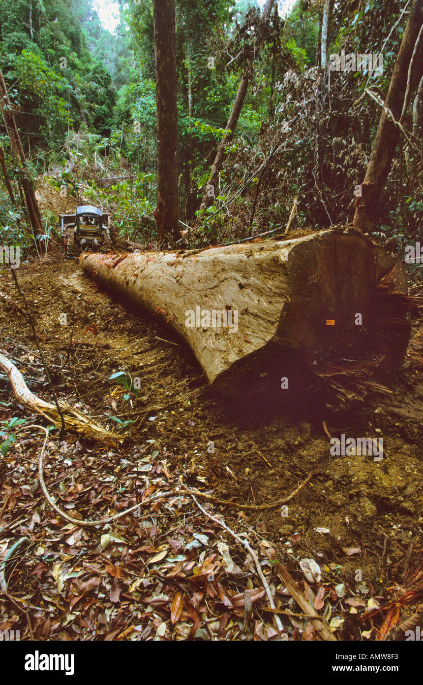 A meranti tree log is dragged by bulldozer through the rainforest of Borneo East Kalimantan Stock Photo