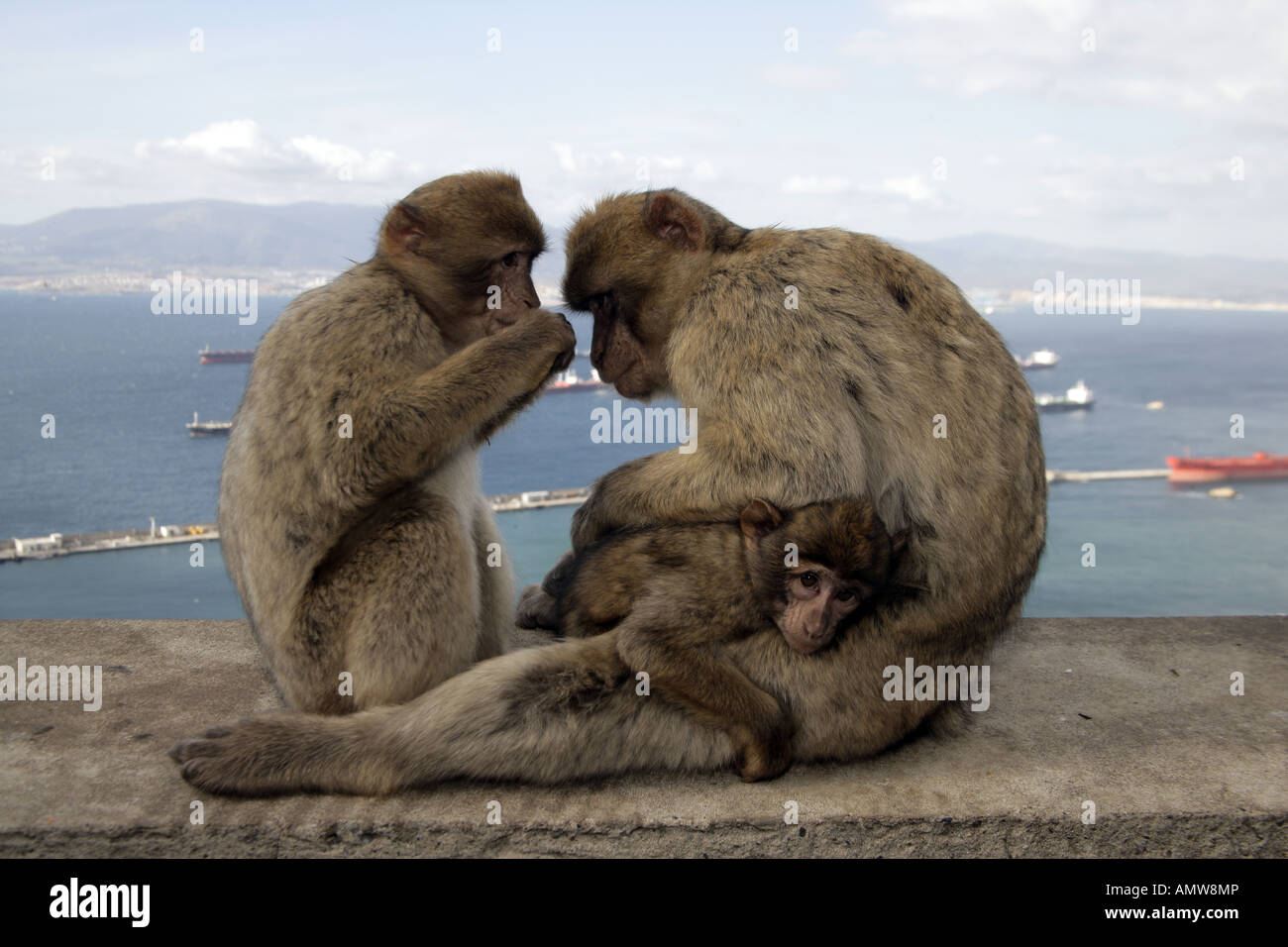 Barbary ape Macaca sylvanus Stock Photo