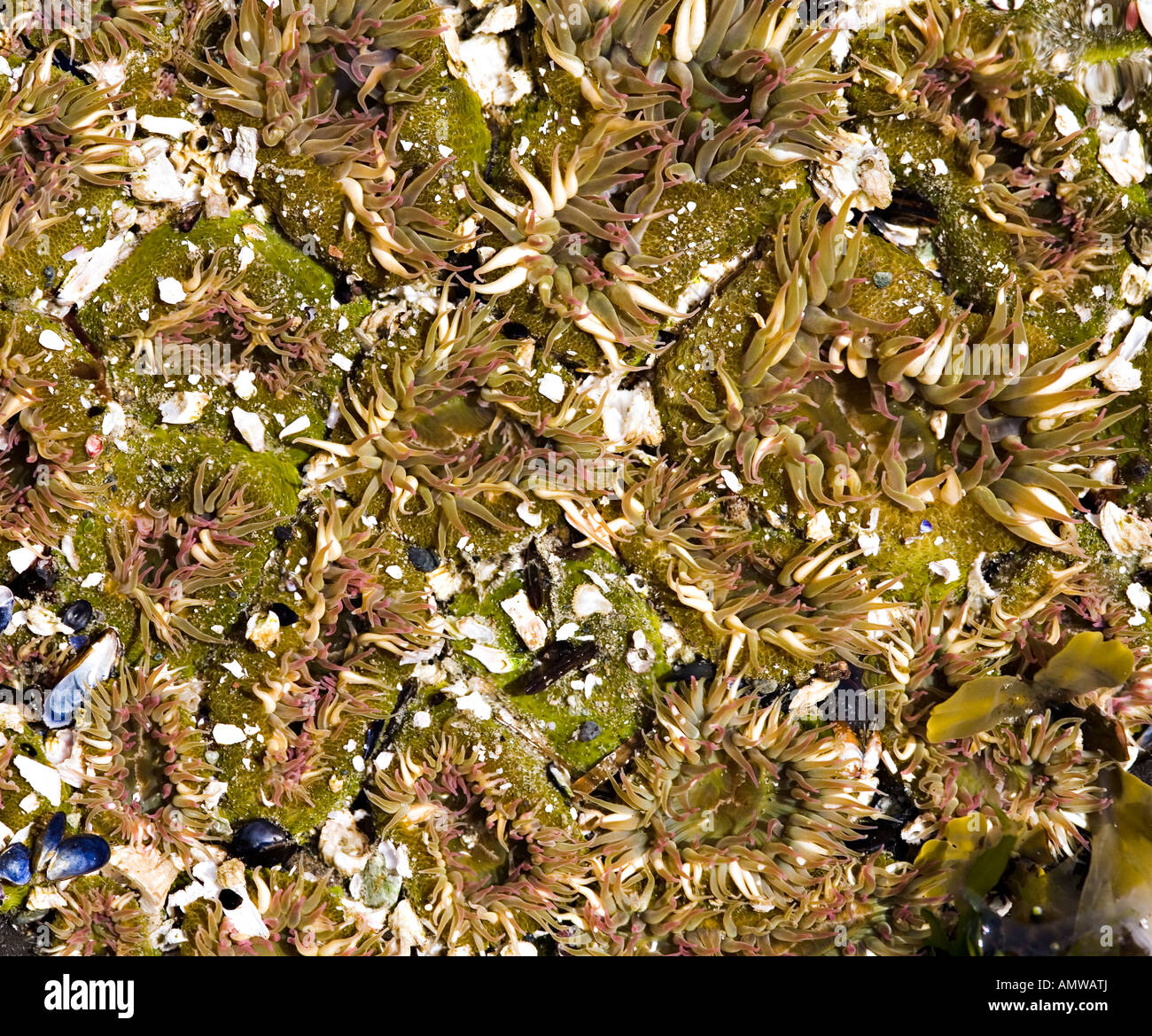 Sea anemones in rockpool on Pacific Rim coast Vancouver island Canada Stock Photo