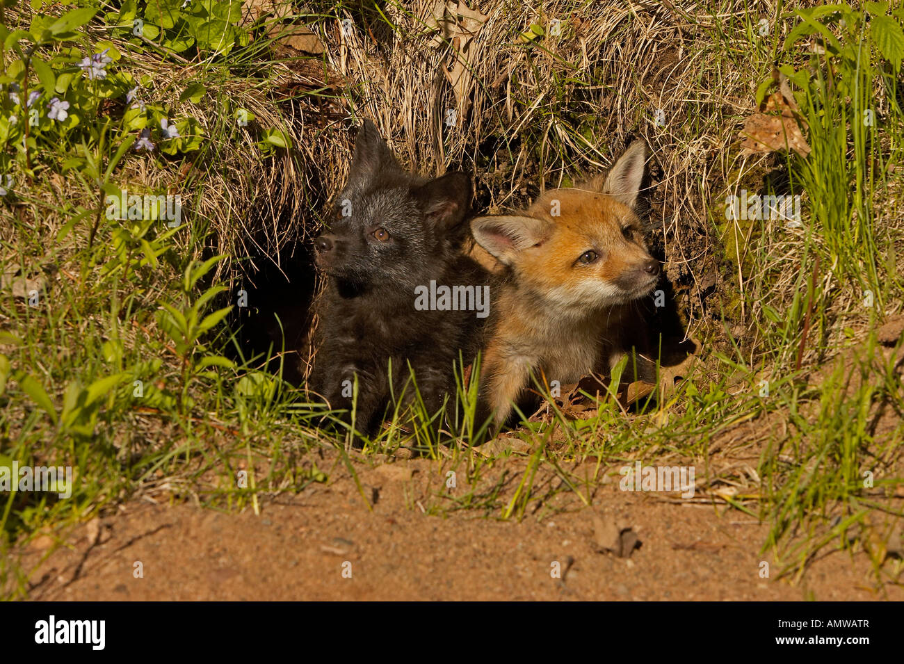 Red Fox Vulpes vulpes Minnesota USA Stock Photo - Alamy