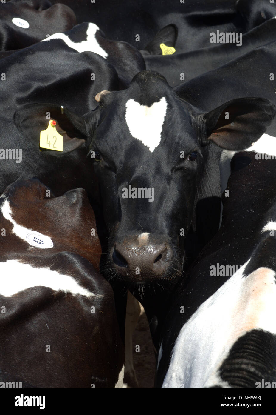 Herd of black and white Holstien dairy cattle Stock Photo - Alamy