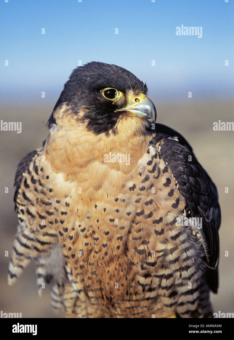 Wildbird outlet peregrine sling