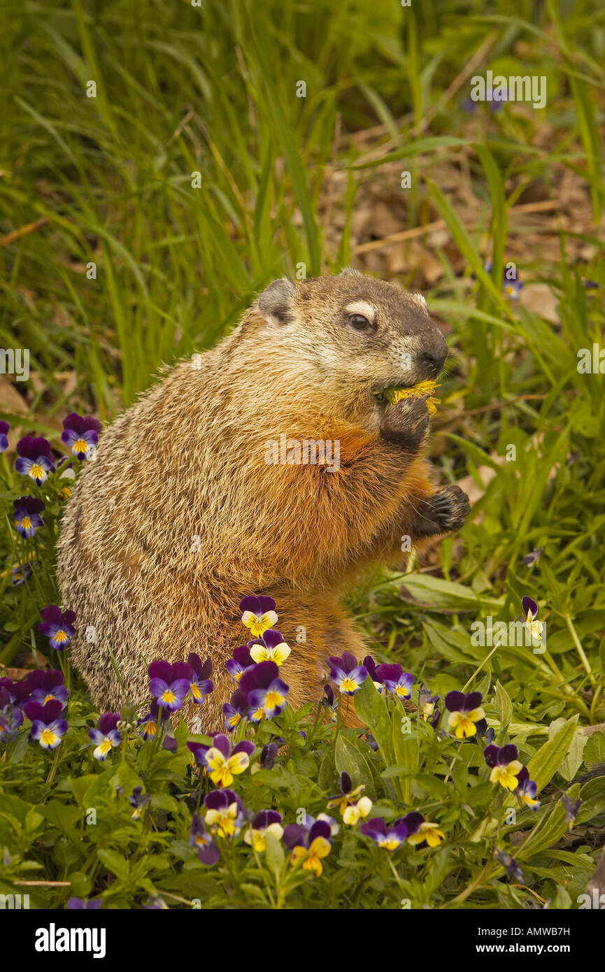 Woodchuck hires stock photography and images Alamy