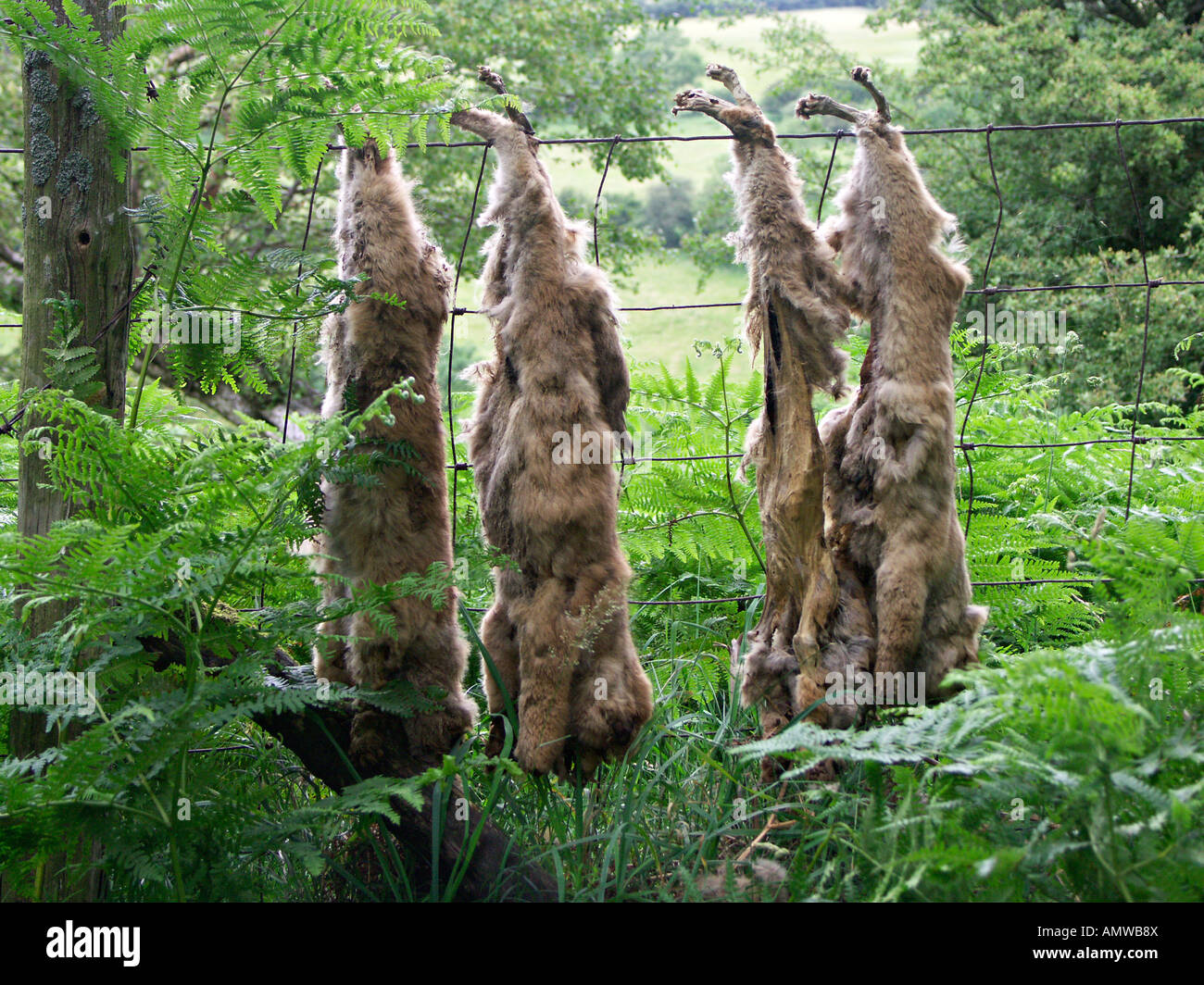Dead fox cubs hanging on a fence in a so-called 'gamekeeper's larder' (to warn off other animals considered as vermin), Herefordshire, UK Stock Photo - Alamy Dead fox cubs hanging on a fence in a so-called 'gamekeeper's larder' (to warn off other animals considered as vermin), Herefordshire, UK Stock Photo - Alamy