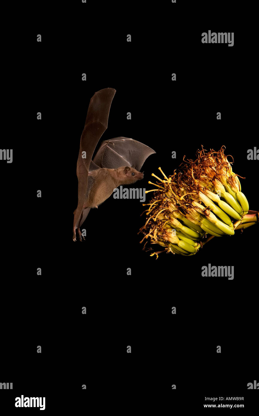 Lesser Long-nosed Bat Leptonycteris curasoae Arizona USA Stock Photo ...