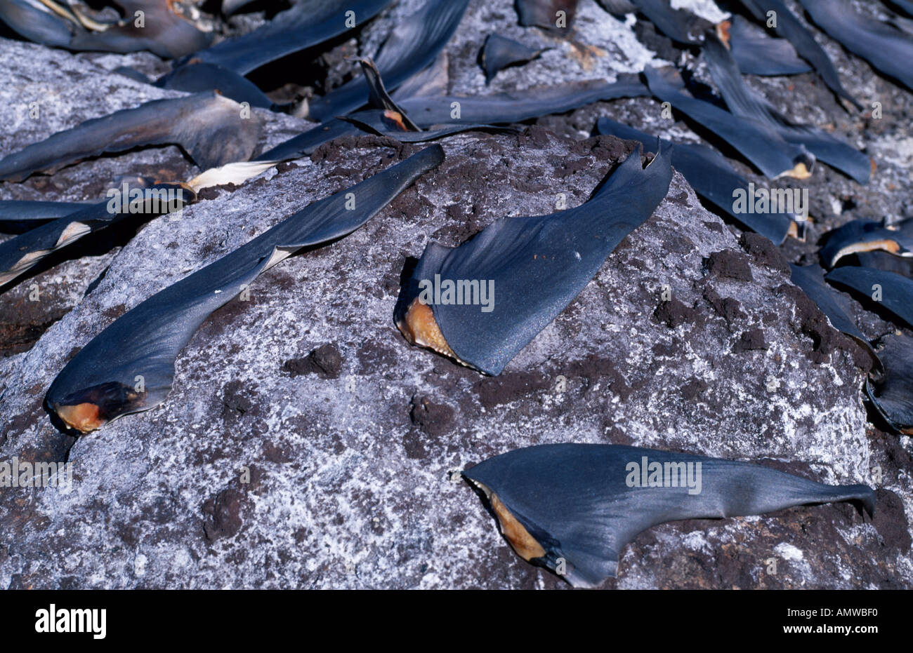 Shark Fin Rocks Shark fins drying in sun hi-res stock photography and images - Alamy