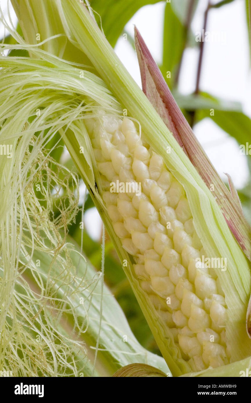 Young sweet corn plants hires stock photography and images Alamy