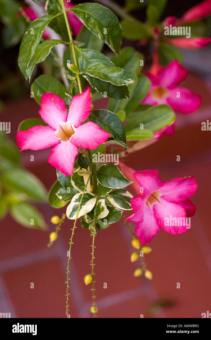 Blossom of Gliricidia, Bali, Indonesia Stock Photo