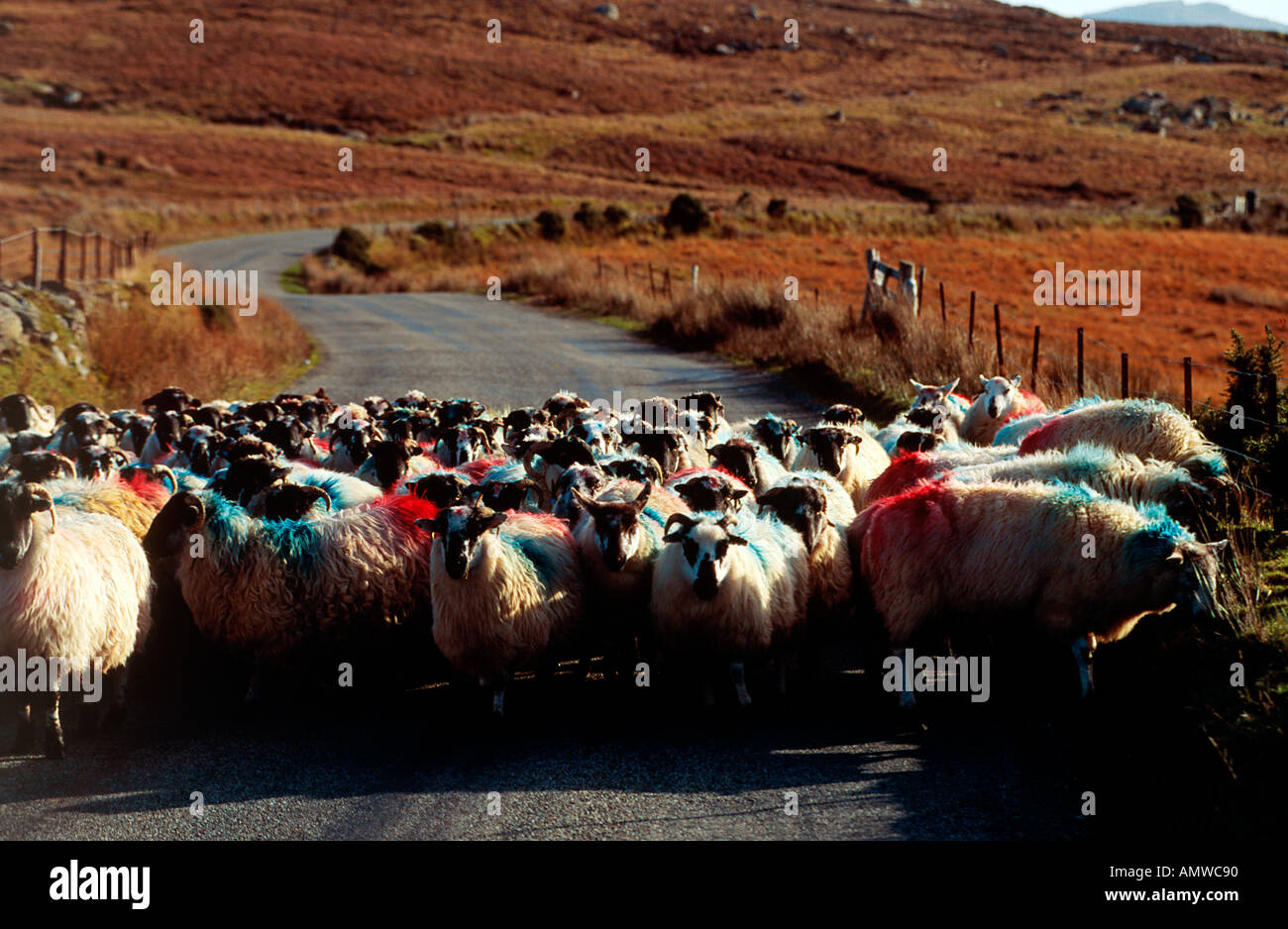 Sheep on The Road Co Donegal Ireland Stock Photo