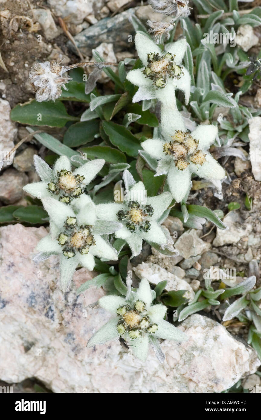 Edelweiss (lat. leontopodium alpinum), Tian Shan Mountains, Kyrgyzstan Stock Photo
