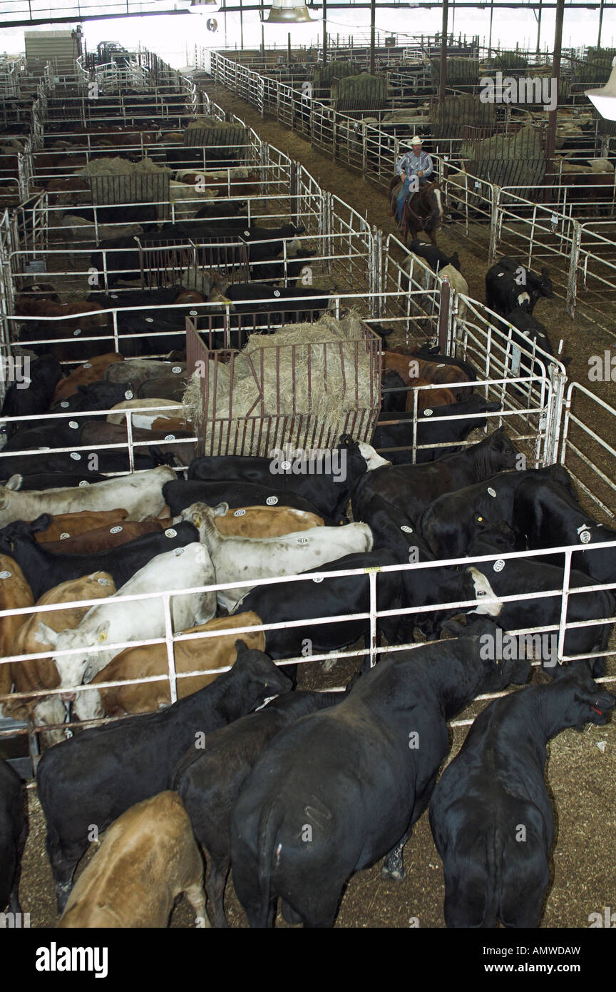 Livestock auction usa hires stock photography and images Alamy