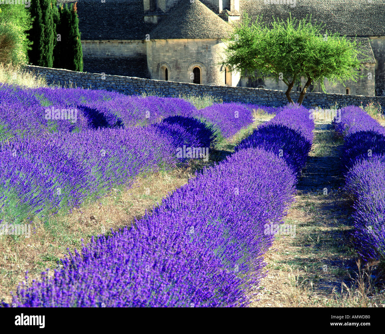 FR - VAUCLUSE: Abbaye Notre Dame de Senanque near Gordes Stock Photo