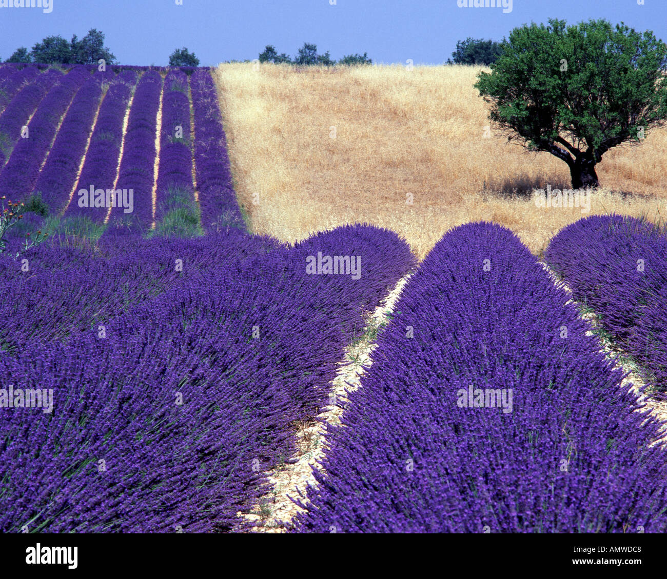 FR - ALPES-DE-HAUTE-PROVENCE: Lavender Field and tree on Plateau de Valensole near Puimoisson Stock Photo