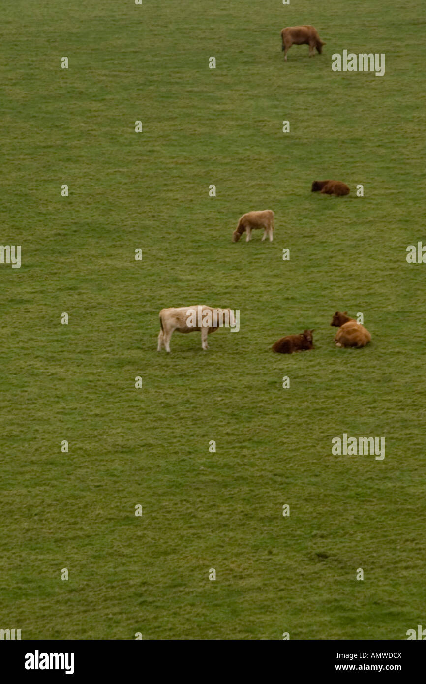 Cows in a field Stock Photo - Alamy