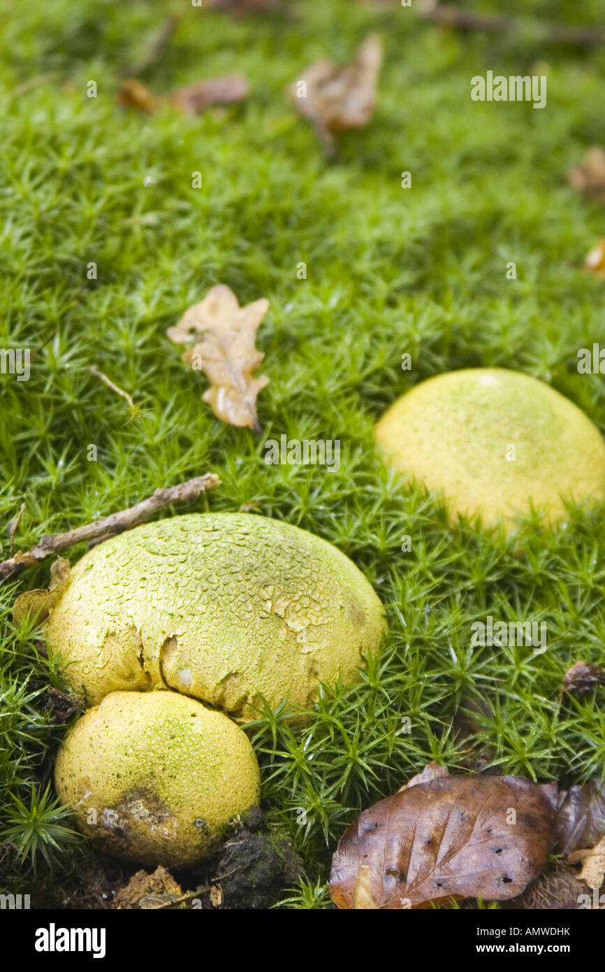 Common Earthball fungus, Scleroderma Citrinum Stock Photo Alamy