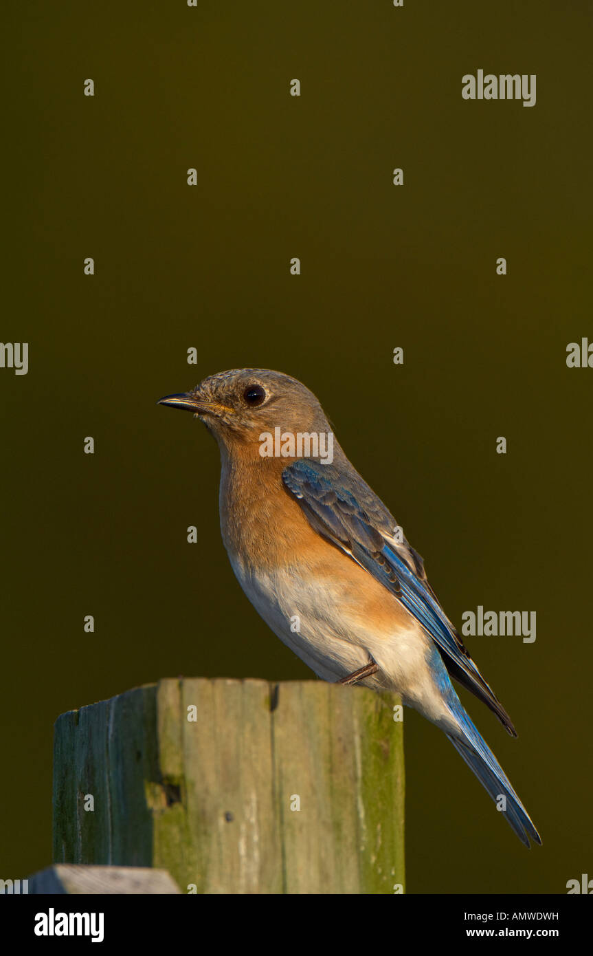 A broadside view of female Eastern Bluebird purched on a nest box Stock Photo