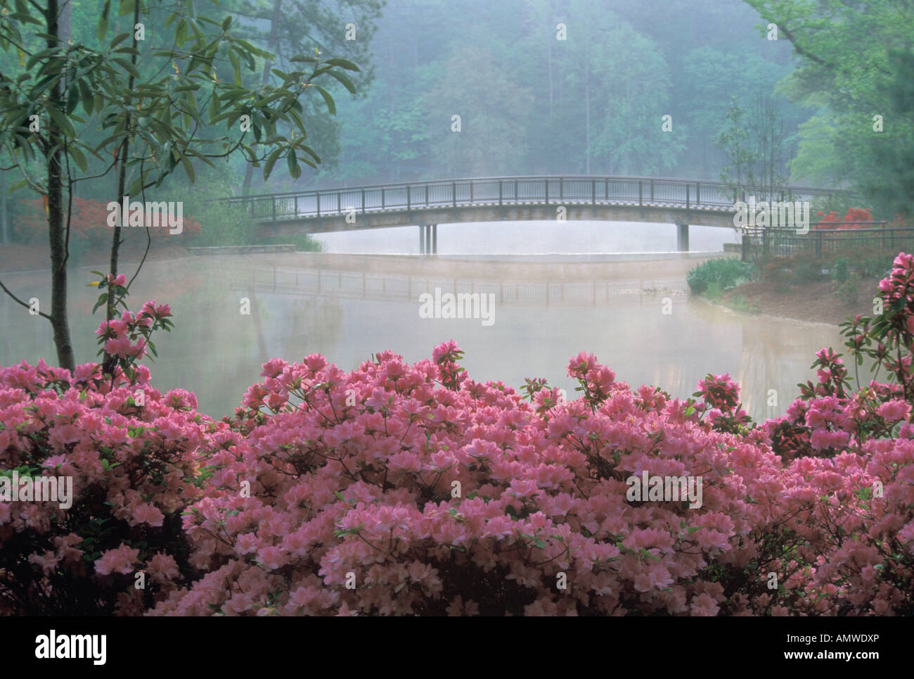 Usa Georgia Callaway Gardens Azaleas And Pond With Bridge Stock