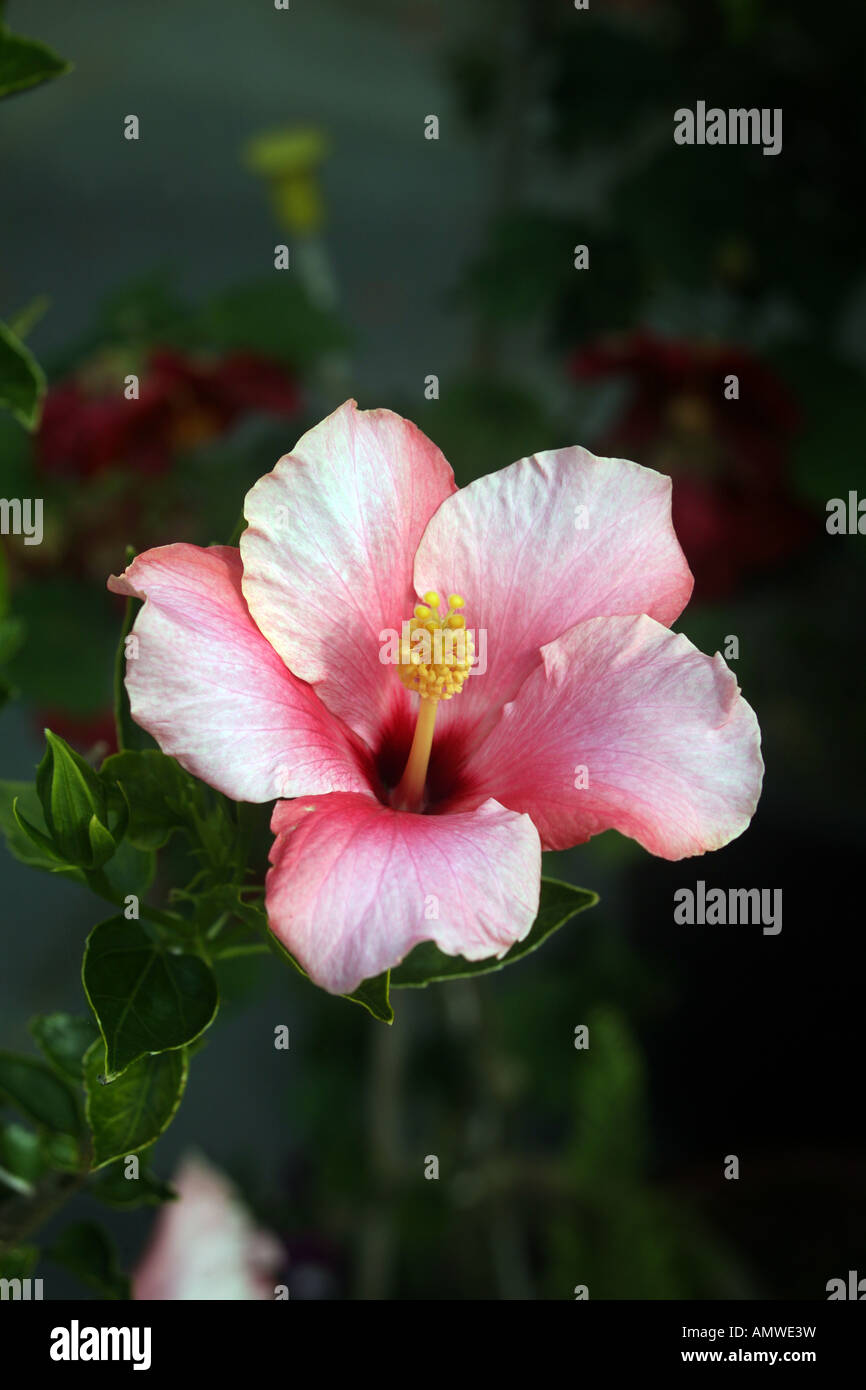 A Hibiscus Malvaceae Flower In Bloom In An English Garden August England Britain Uk Stock Photo Alamy