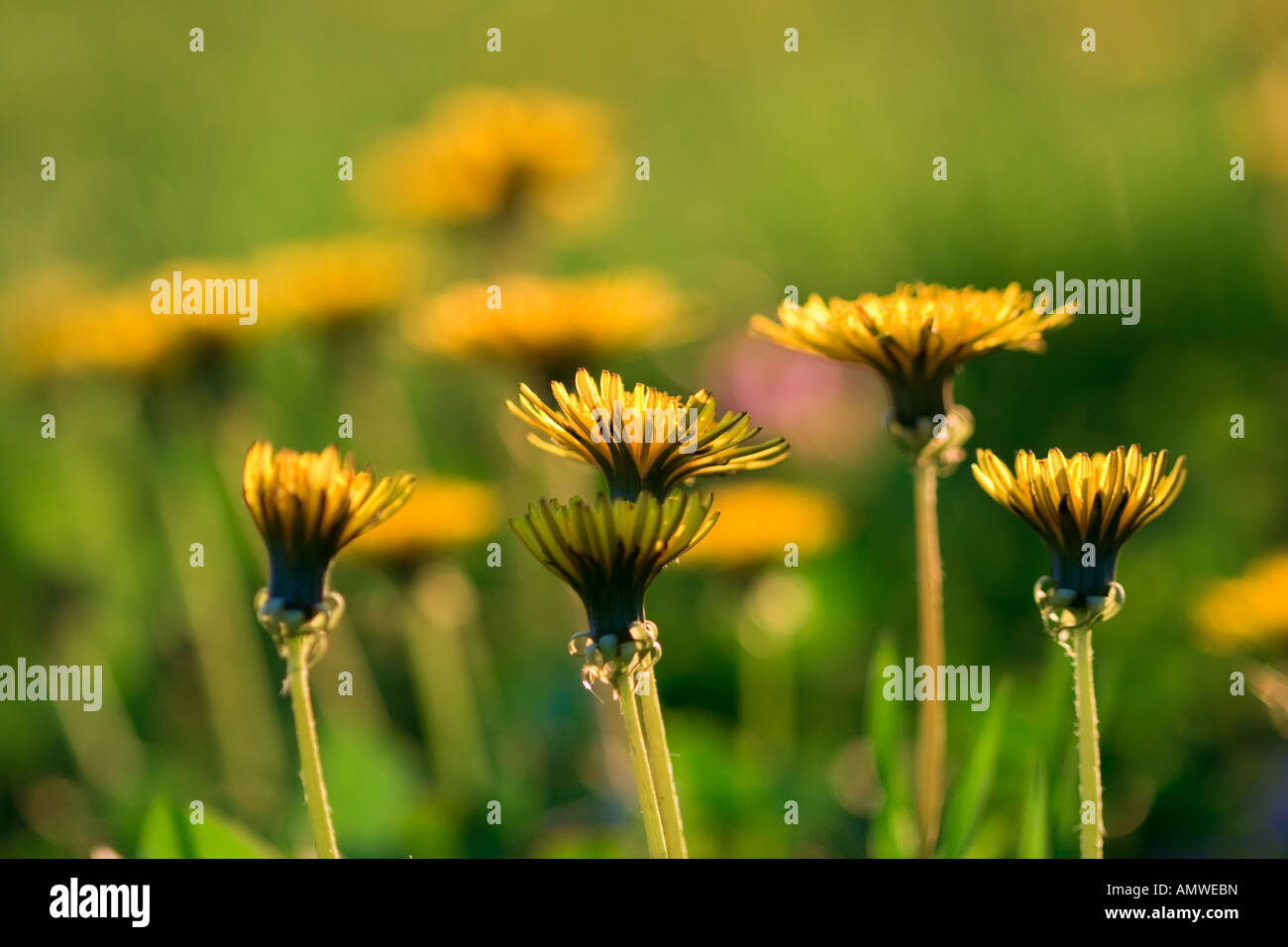 Yellow flowers in the field Stock Photo Alamy