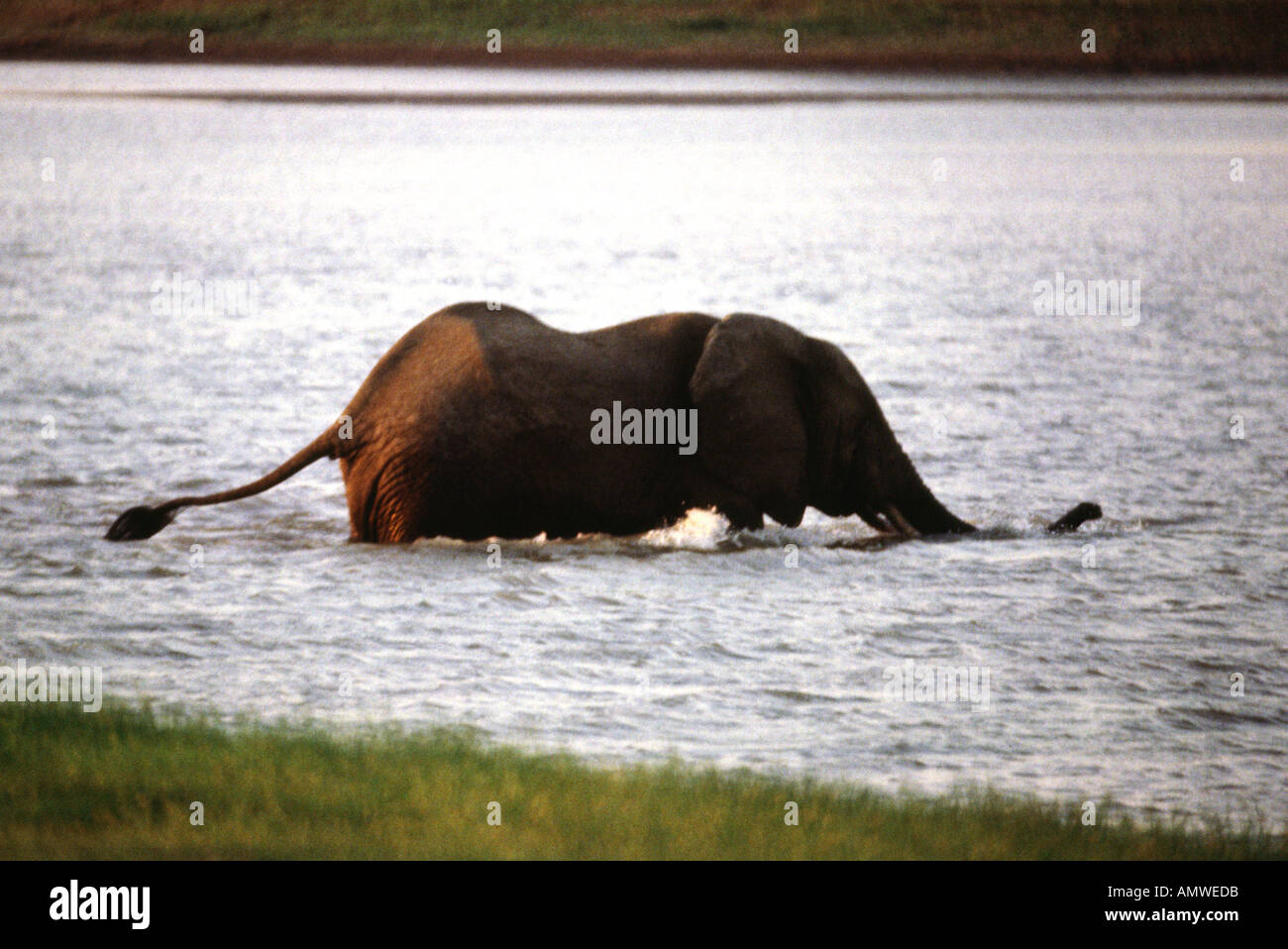 A solitary elephant crosses a lake in Tanzania's Selous Game Reserve Stock Photo