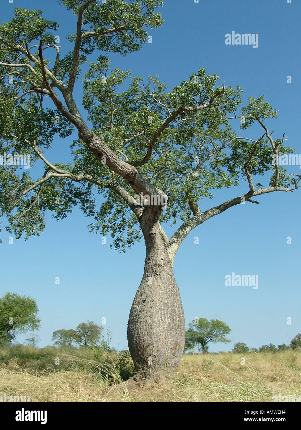 bottle tree (chorisia insignis) at a typical savannah, gran chaco
