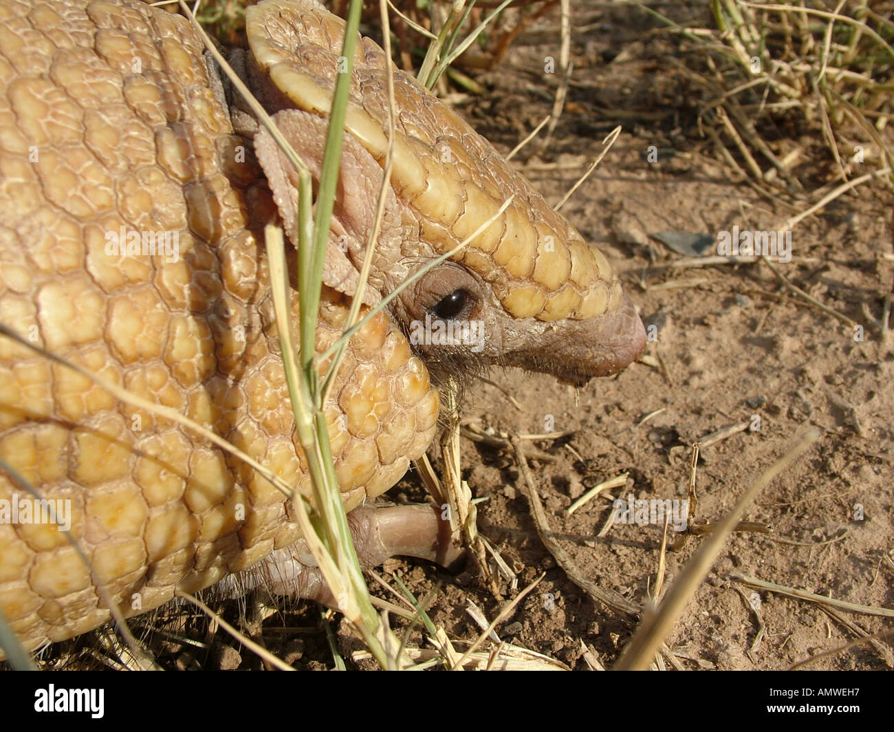 Portrait of a three-banded armadillo (Tolypeutes matacus), Gran Chaco, Paraguay Stock Photo