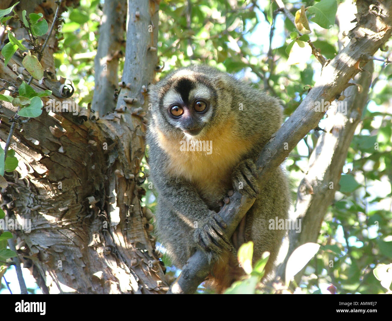 Owl monkey (Aotus trivirgatus) Gran Chaco, Paraguay Stock Photo