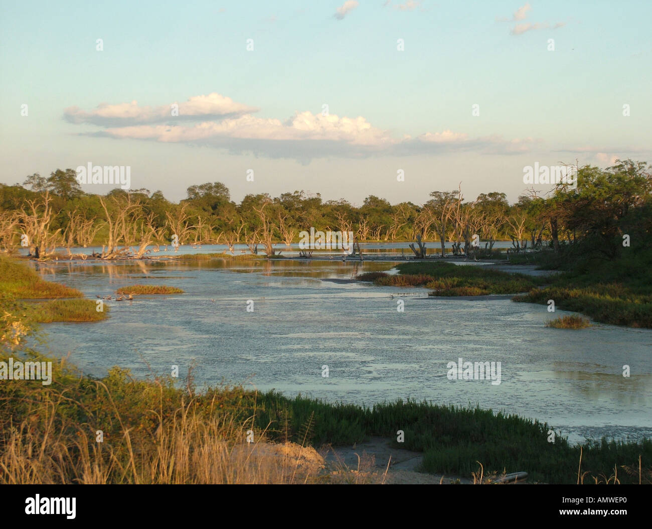 Evening at typical salty marshes Gran Chaco Paraguay Stock Photo