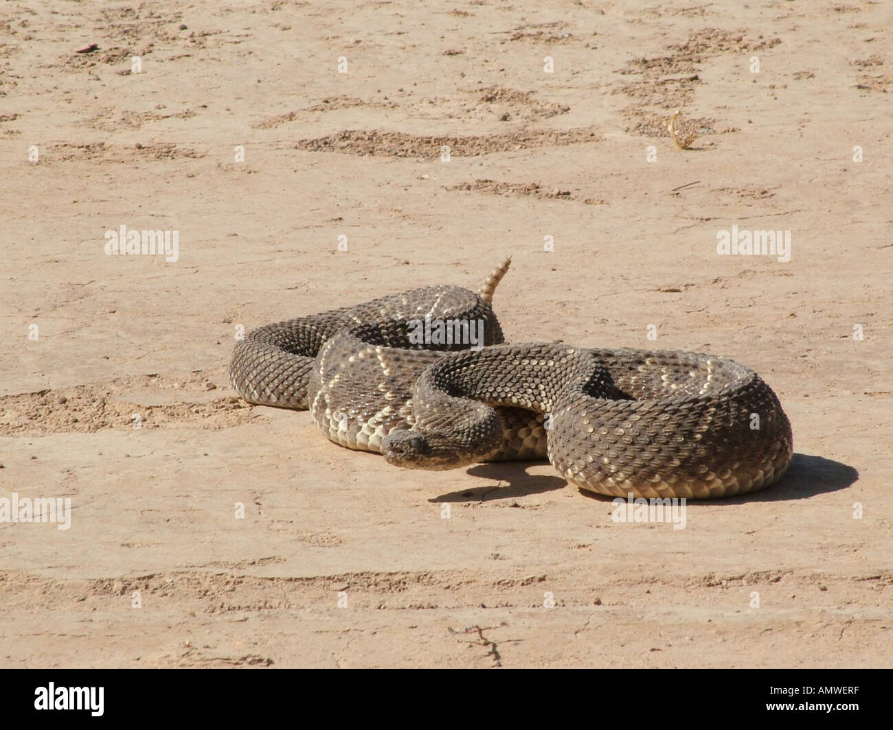 Poisonous rattlesnake (Crotalus durissus terrificus) ready for an