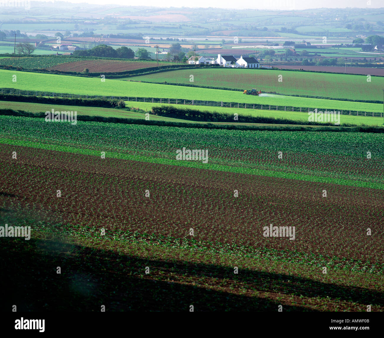 Cabbage Fields County Down Northern Ireland Stock Photo
