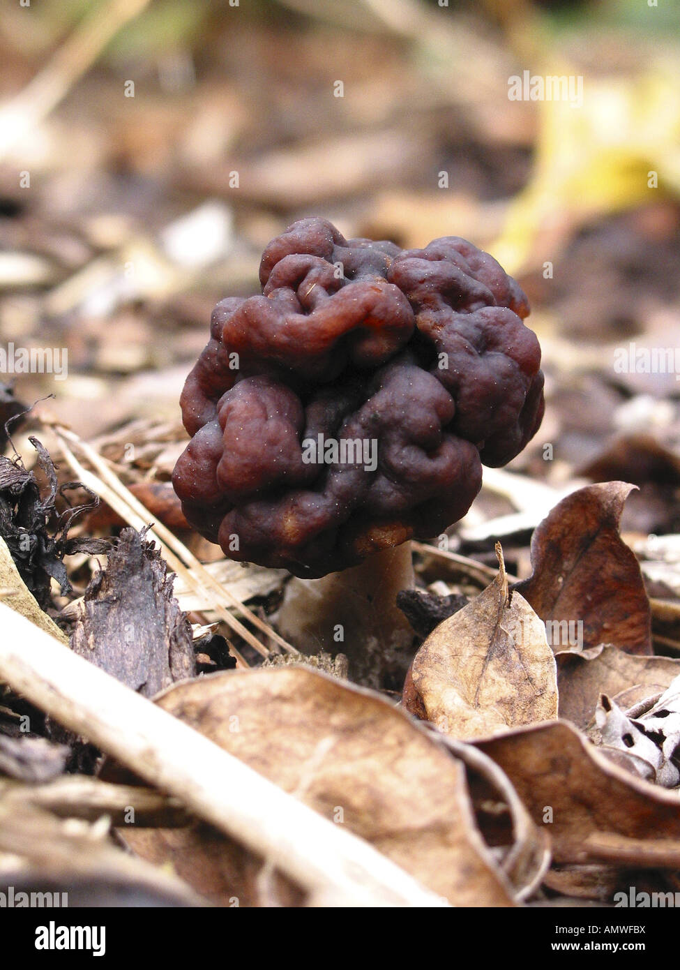 False Morel fungus, Gyromitra Esculenta Stock Photo Alamy