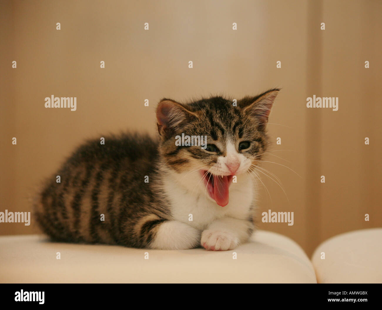 A male tabby kitten Stock Photo