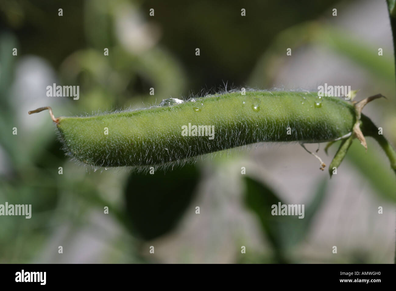 Sweet Pea seed pod Stock Photo Alamy