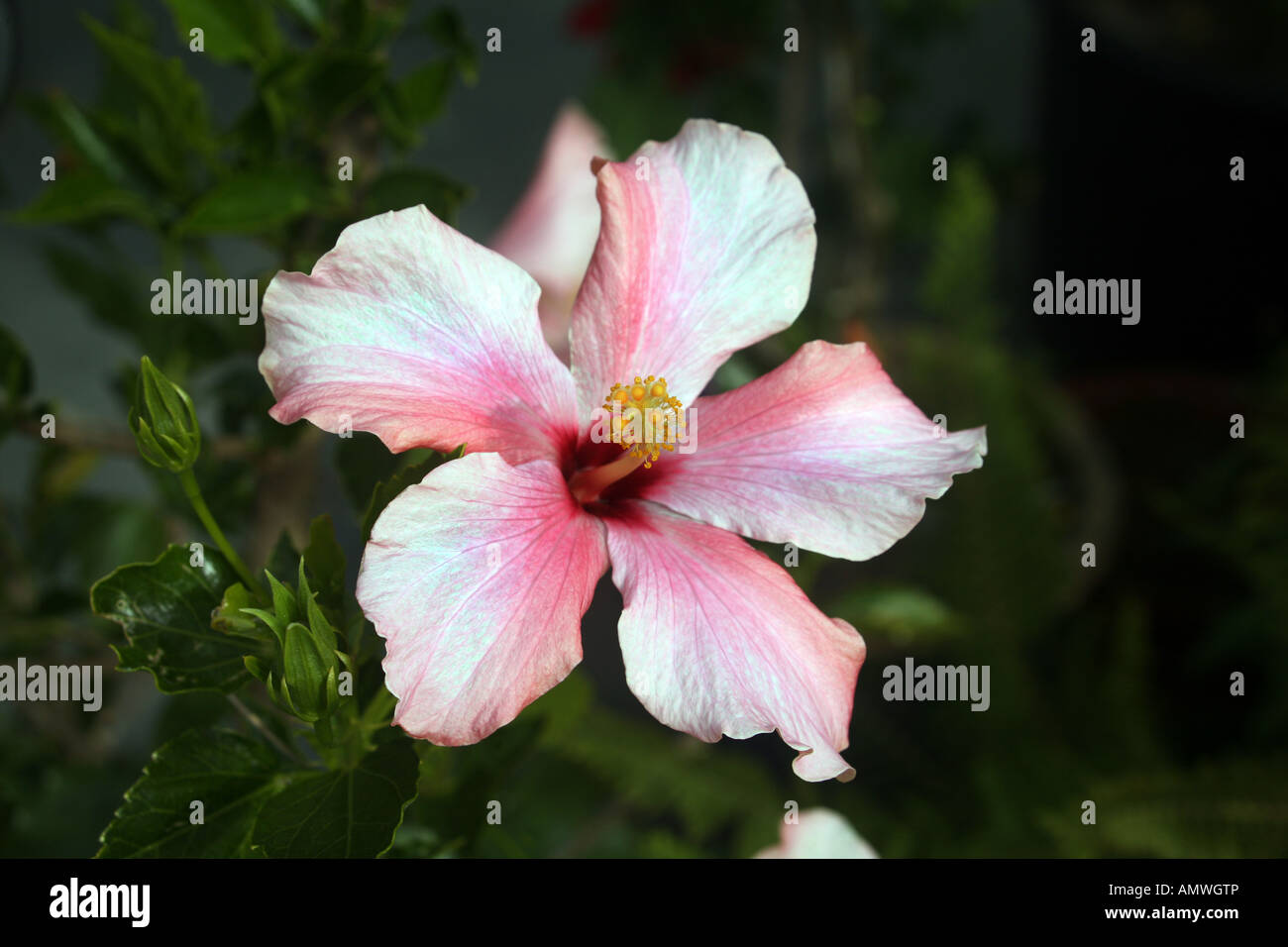 A Hibiscus Malvaceae Flower In Bloom In An English Garden August England Britain Uk Stock Photo Alamy