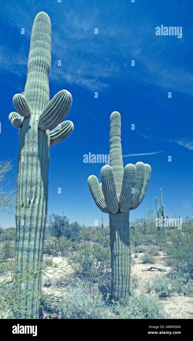 Arizona Giant Saguaro Cactus symbol icon Desert Southwest Stock Photo 