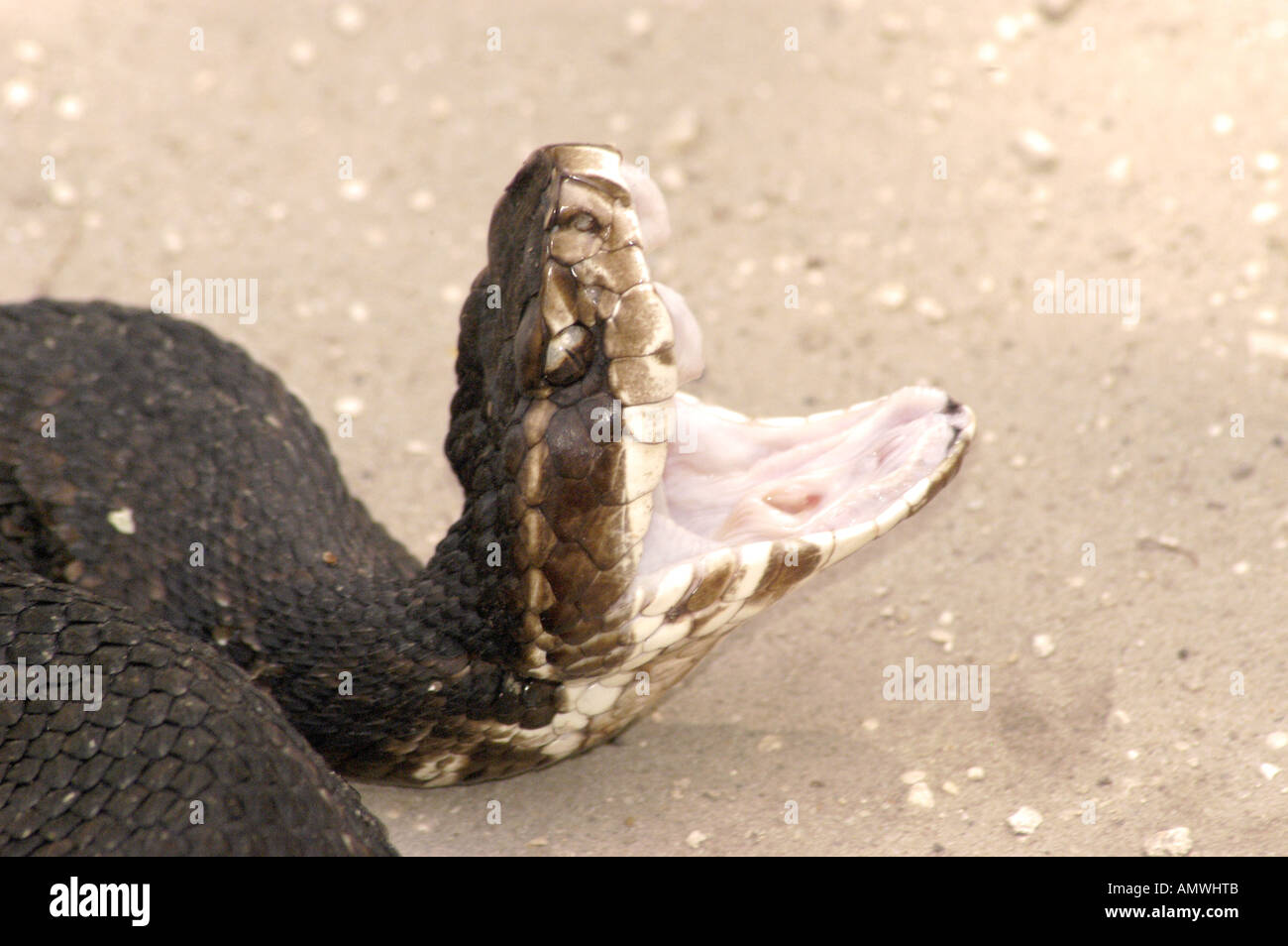 Reptile snake eastern diamondback rattlesnake Stock Photo