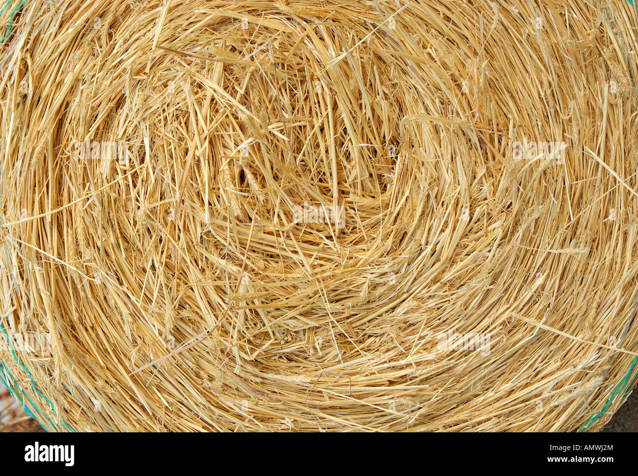 a big round bale of yellow straw for stock feed Stock Photo