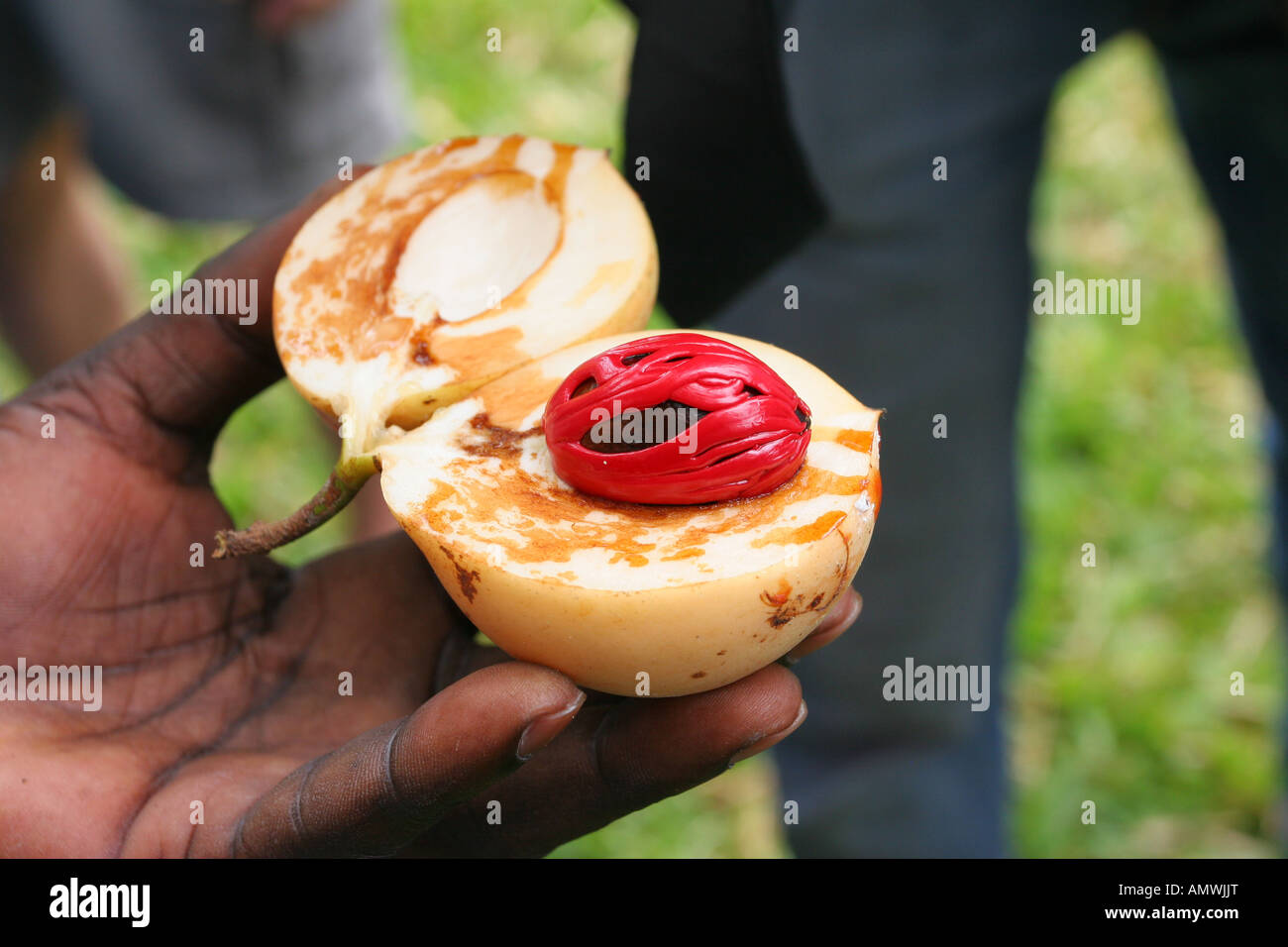 Sliced nutmeg fruit on a plantation on Zanzibar, Spice Island of
