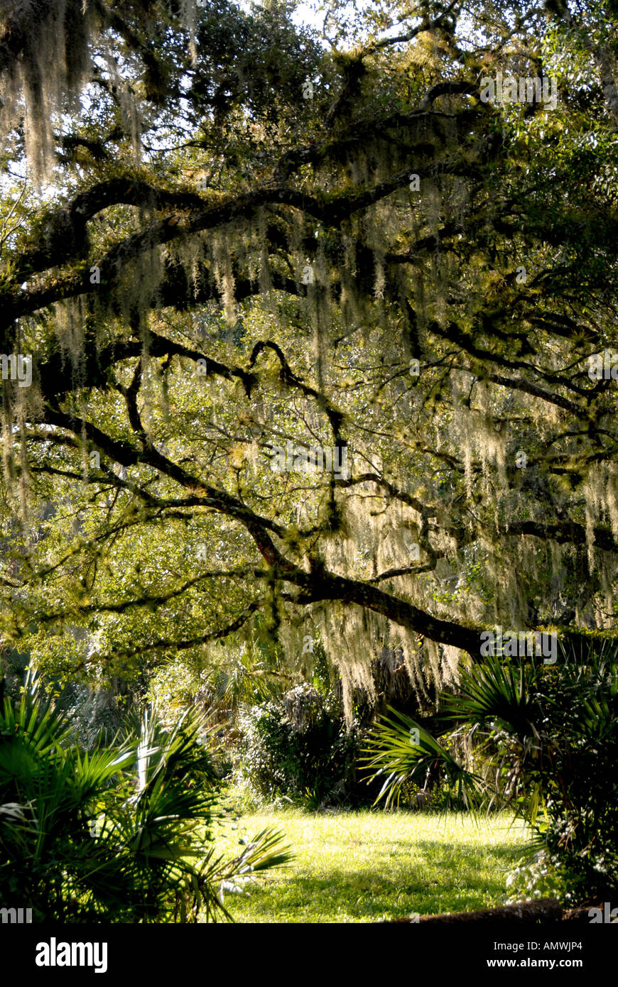Spanish moss old man s beard hanging from oak tree Stock Photo Alamy