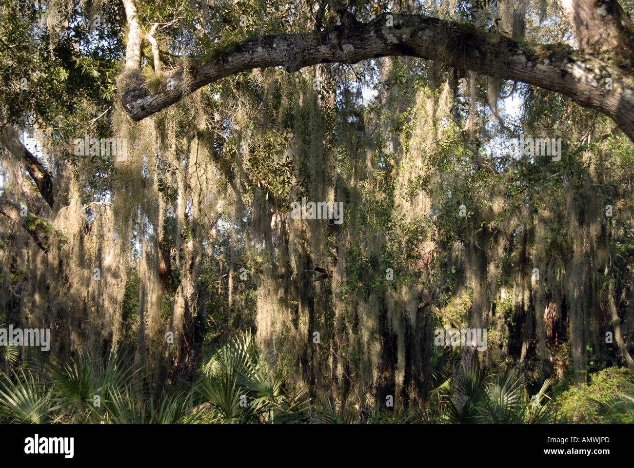 Spanish moss old mans beard hanging from oak tree Stock Photo Alamy