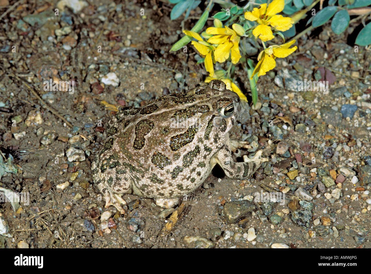 Great Plains Toad Bufo cognatus Tucson Pima County ARIZONA United States Stock Photo