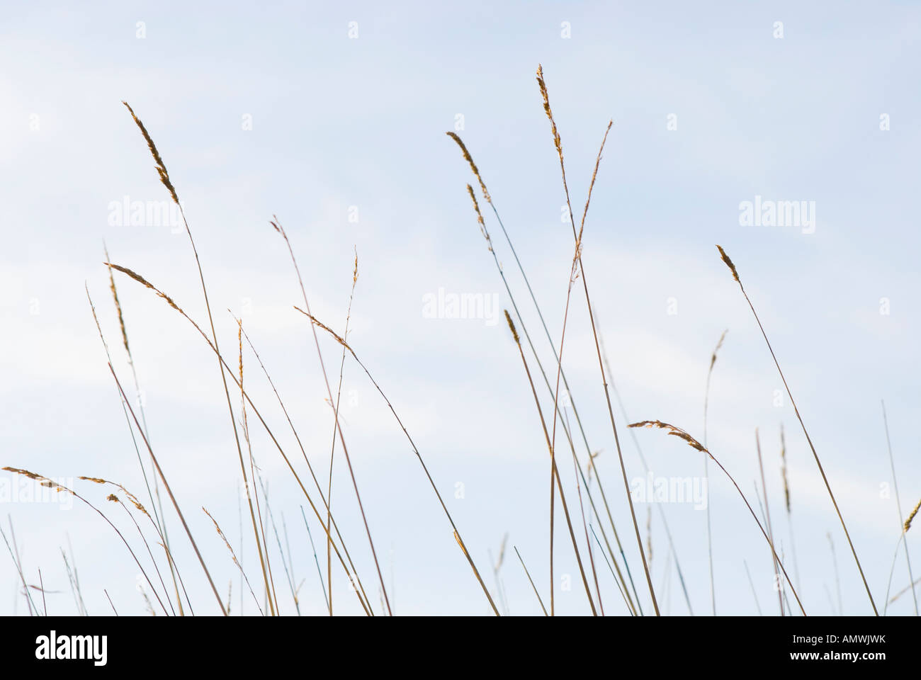 Wild Grass Seed Stems and Sky Stock Photo