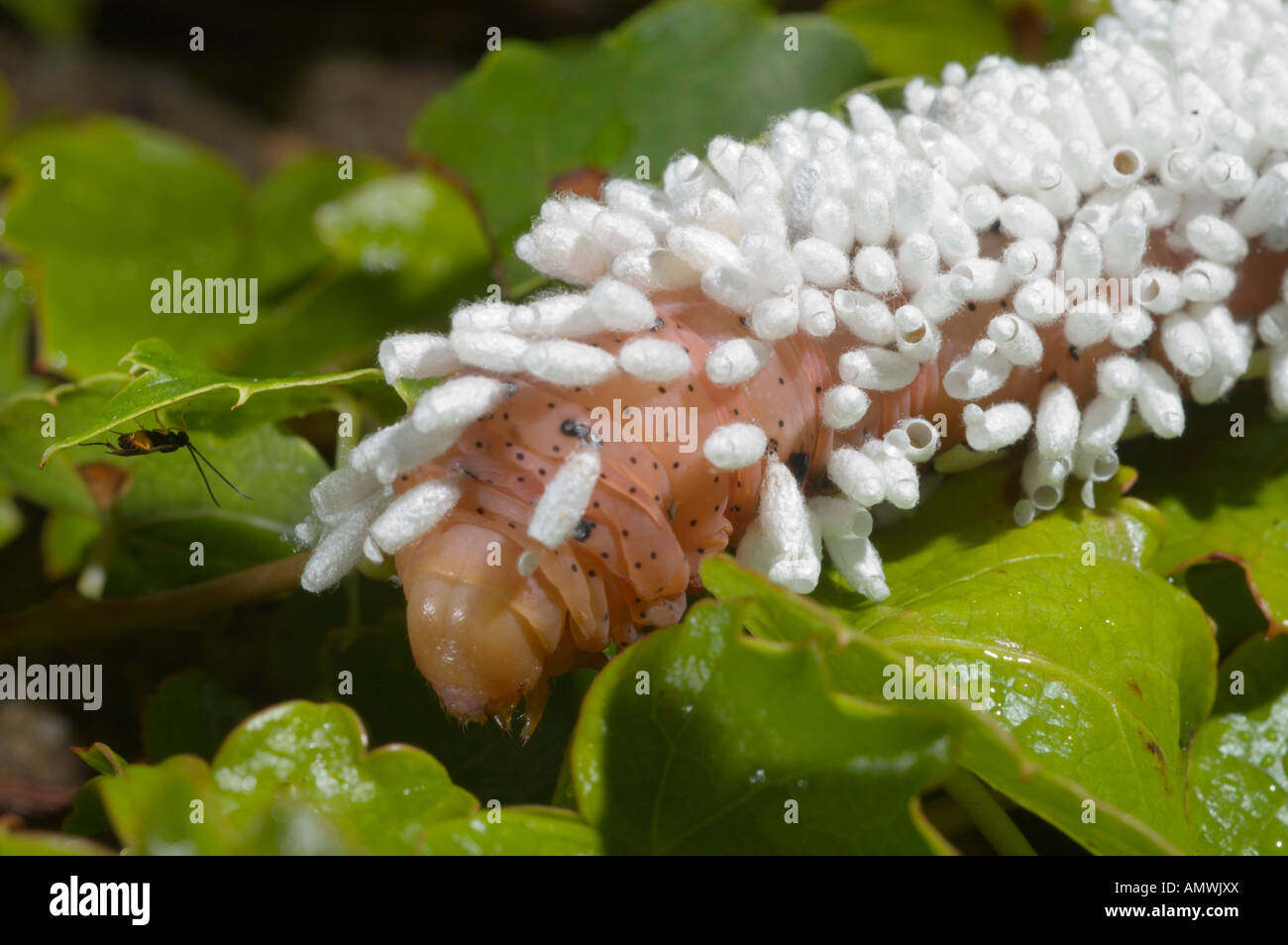 Braconid wasp (under leaf) faces its former host, a caterpillar still covered with the white cocoons of the parasites. Stock Photo