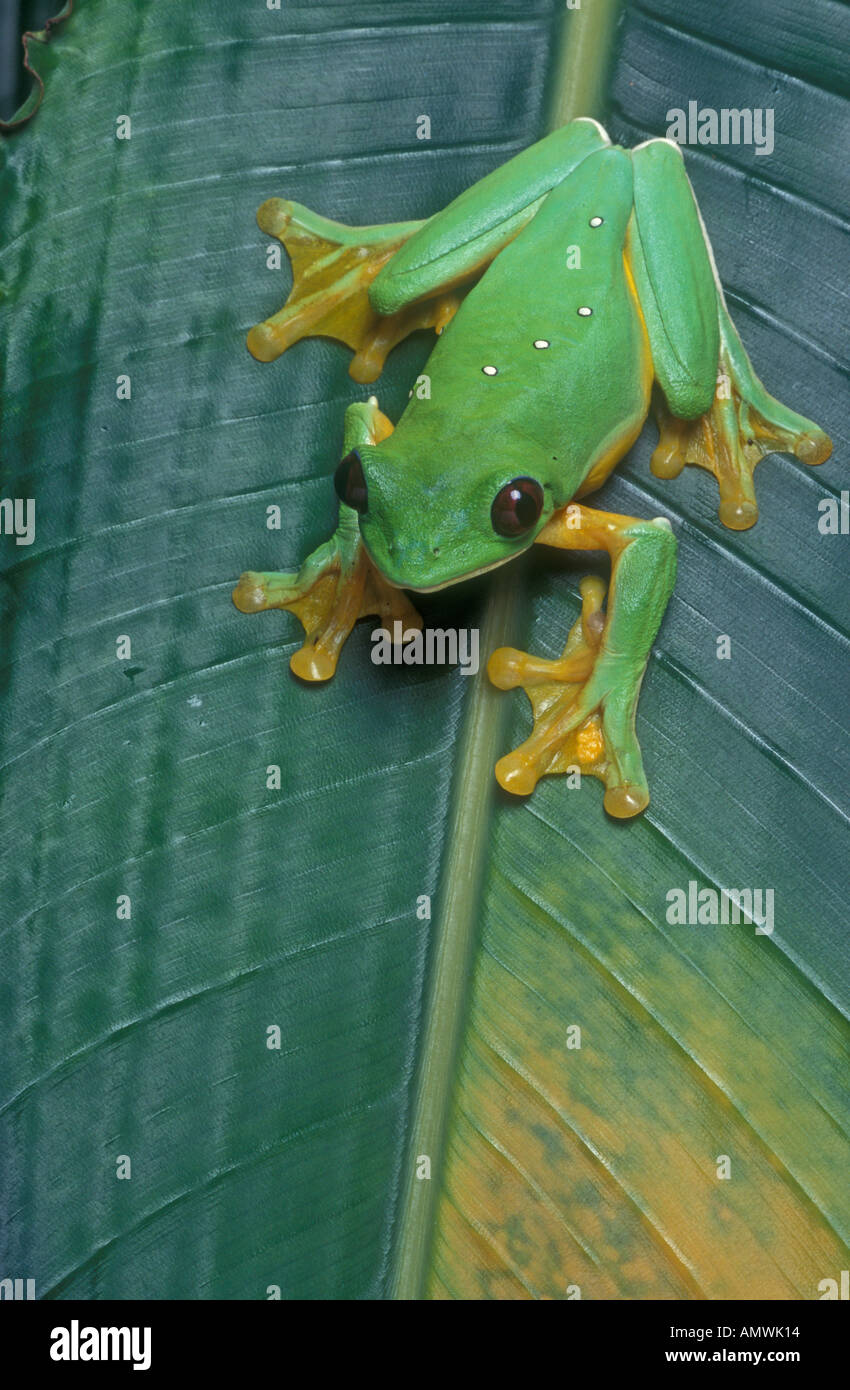 Spurrell s leaf frog or flying frog Stock Photo