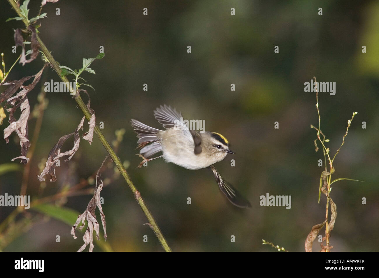 Golden-crowned kinglet in flight. Regulus satrapa Stock Photo - Alamy